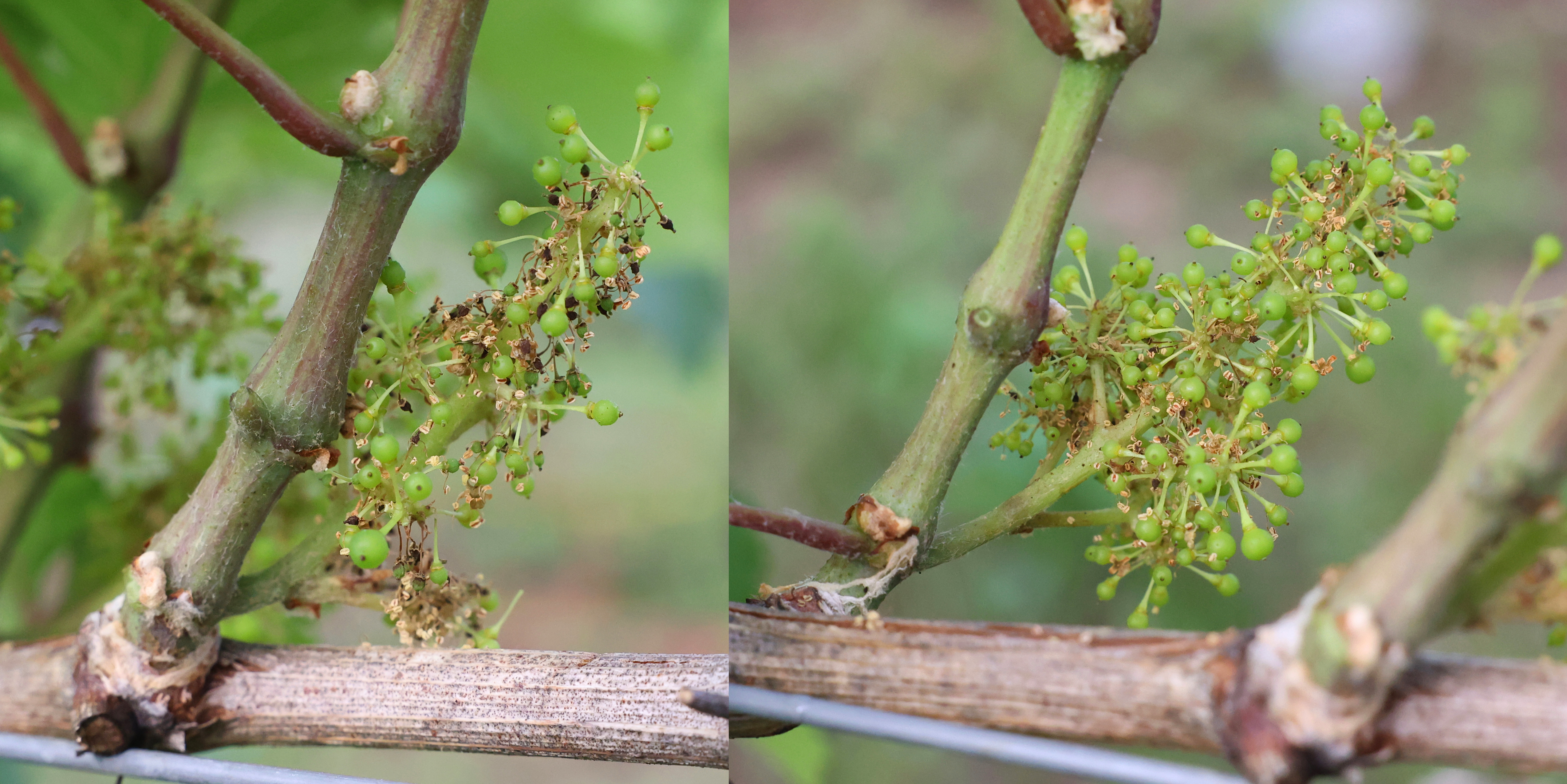 Riesling fruit set